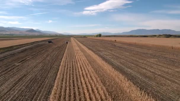Пролетая Над Кукурузным Полем Осенью Солнечный День — стоковое видео