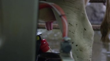 İnek olarak otomatik sağım makine çalışma yakın görünümü kadar pozisyonda duruyor.