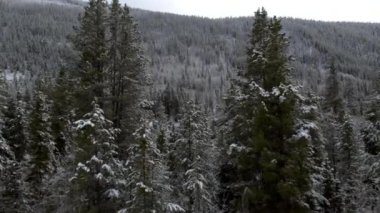 Küçük nehir geçmiş karla kaplı orman üzerinde ağaçlar arasında uçan.