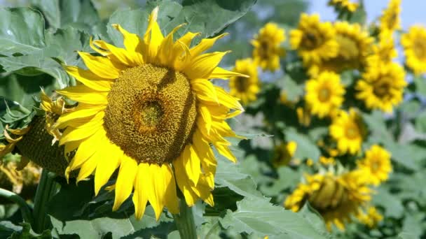Vue du tournesol soufflant dans une brise légère par une journée ensoleillée 