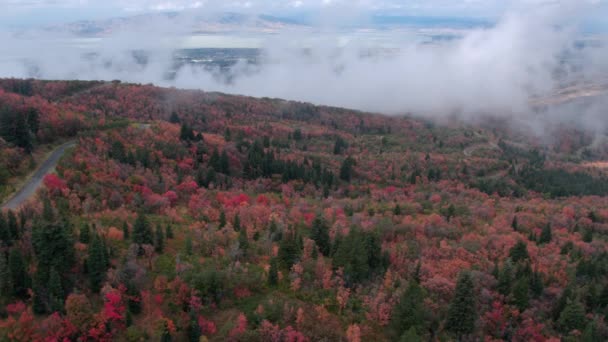 Aerial View Colorful Foliage Cloudy Day Utah — Stock Video