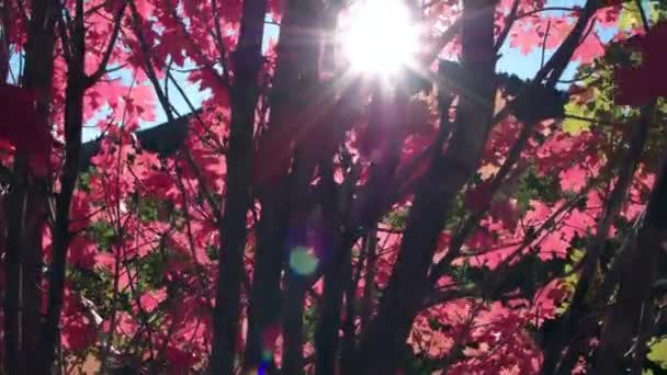 ユタのカスケードスプリングで赤の葉を通して輝く太陽のパンビュー — ストック動画