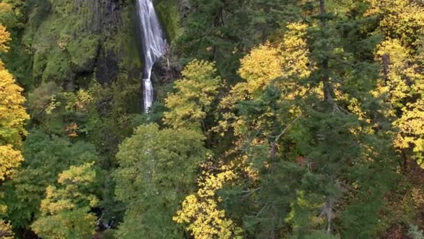 Повітряна Сковорода Дерев Водоспаду Восени Включаючи Жовті Зелені Дерева — стокове відео