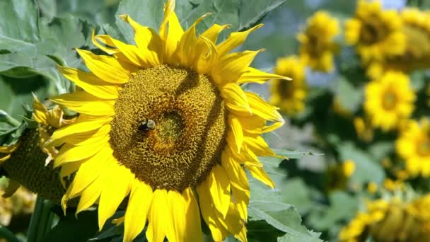 Vue du tournesol soufflant dans une brise légère par une journée ensoleillée 