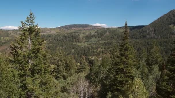 Fliegen Durch Kiefernkronen Über Grünen Wald Utah — Stockvideo