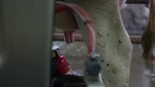 自动挤奶机的近距离观察 牛站在位置上 — 图库视频影像