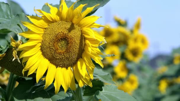 Vue du tournesol soufflant dans une brise légère par une journée ensoleillée 