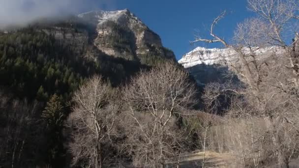 ユタ州の山々に向かって上がる葉のない木々を飛ぶ — ストック動画