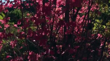 Utah Cascade Springs kırmızı yaprakları ile parlayan güneşin kaydırma görünümü.