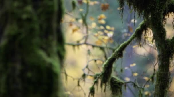 Pan Aan Rechterkant Van Een Mossy Green Forest Herfst — Stockvideo