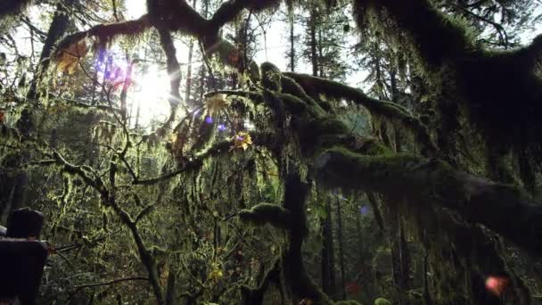 オレゴン州シルバーフォールズ州立公園の密集した緑と苔の森を通ってゆっくりと移動ショット — ストック動画