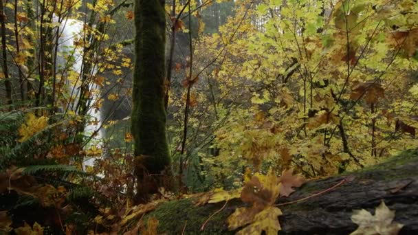 Gorgeous Skjutreglage Skott Ett Vattenfall Ses Genom Färgglada Och Frodiga — Stockvideo