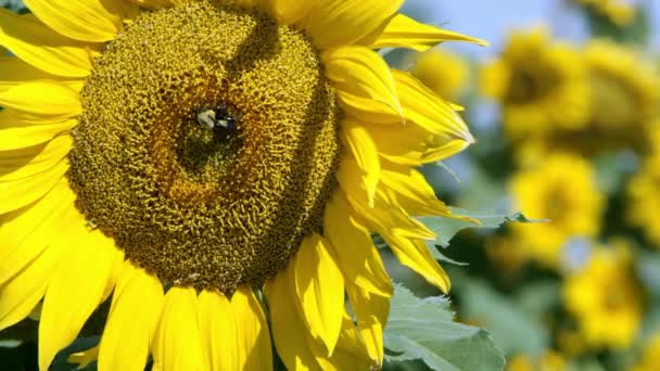 Vue du tournesol soufflant dans une brise légère par une journée ensoleillée 