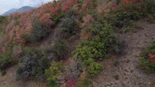 Vista Aérea Sobrevoando Árvores Encosta Mostrando Árvores Coloridas Voando Direção — Vídeo de Stock