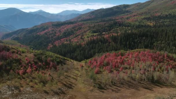Вид Воздуха Цветной Осенний Лес Горах Юты — стоковое видео