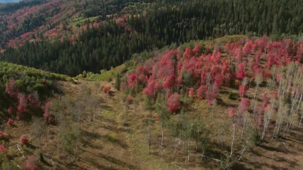 Veduta Aerea Del Colore Autunnale Sulla Foresta Colorata Nelle Montagne — Video Stock