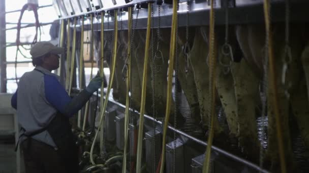 Circa October 2016 Cache Valley Utah Dairy Worker Spraying Cows — Stock Video