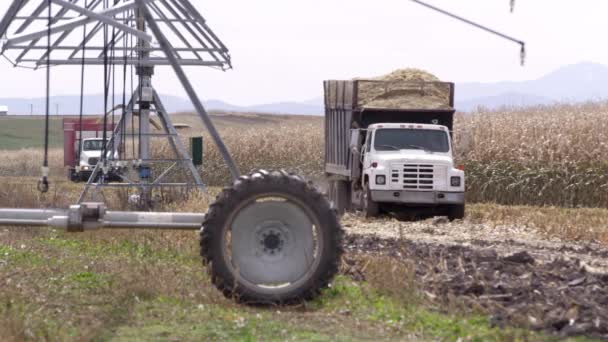 トウモロコシ畑のスプリンクラーを運転フィールドトウモロコシの完全なトラック — ストック動画
