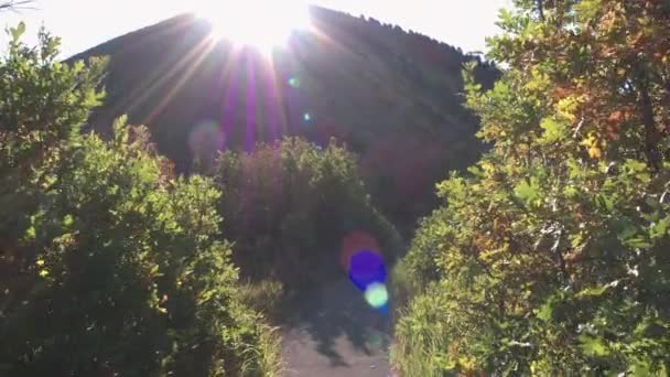 Vue Aérienne Couleur Automne Sur Forêt Colorée Dans Les Montagnes — Video