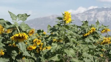 Ayçiçeği lite bir esintiyle güneşli bir günde üfleme görünümü