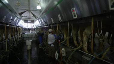 Süt sağma makinelerinin inek kadar çengel işçi Ekim 2016 - Cache Valley, Utah: yaklaşık