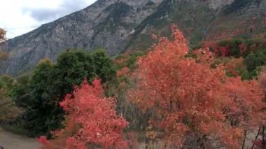 Renkli ağaçlar, dağ ve patikagösteren yamaç üzerinde ağaçların üzerinde uçan havadan görünümü.