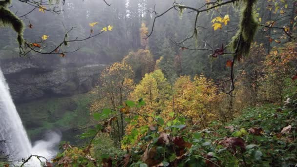 Plongez Dans Une Cascade Entourée Feuillage Pendant Automne Dans Parc — Video