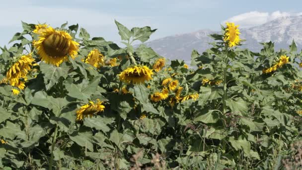 Vista Del Girasol Soplando Una Brisa Ligera Día Soleado — Vídeos de Stock