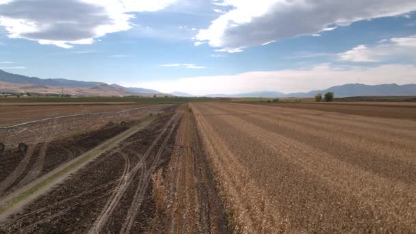 Rückwärts Über Maisfeld Geflogen Mähdrescher Und Ladewagen — Stockvideo