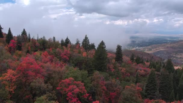 Luftaufnahme Die Über Bäume Hang Fliegt Und Bunte Bäume Wolken — Stockvideo