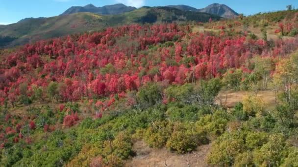 Vista Aérea Cor Queda Sobre Floresta Colorida Nas Montanhas Utah — Vídeo de Stock