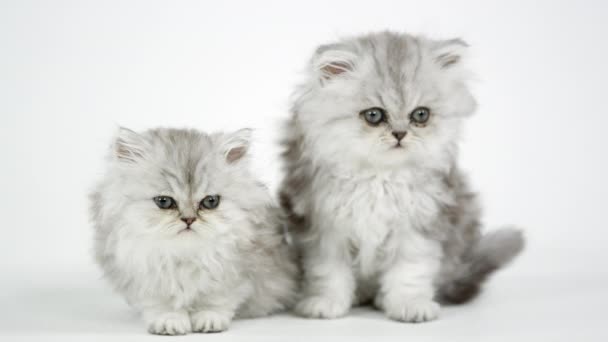 Two Cute Fluffy Kittens White Screen — Stock Video