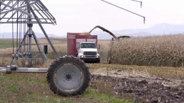 Lkw Mit Feldmais Von Mähdrescher Nahe Sprinkler Auf Bauernhof Beladen — Stockvideo