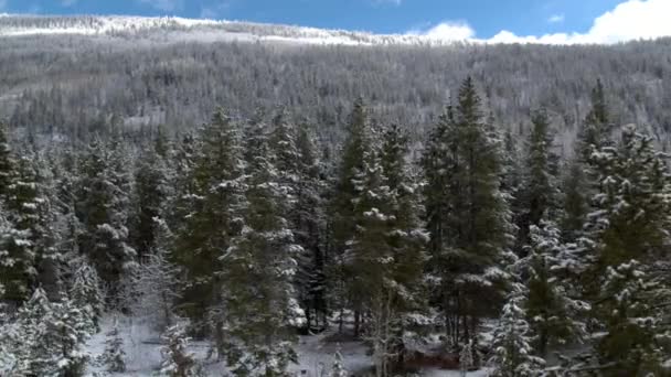 通过树梢查看积雪覆盖的森林生长山边 — 图库视频影像