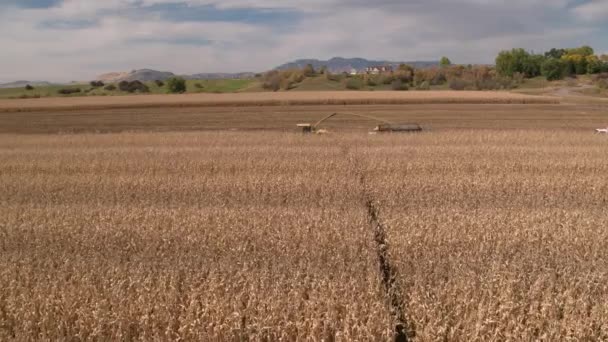 Flying Combine Cutting Corn Stalks Filling Truck Viewed Drone — Stock Video