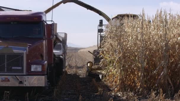 Близкий Обзор Комбайна Кукурузном Поле Время Сбора Урожая — стоковое видео