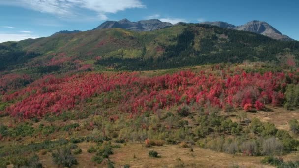 Εναέρια Θέα Του Φθινοπώρου Χρώμα Πάνω Από Πολύχρωμο Δάσος Στα — Αρχείο Βίντεο