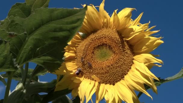 Bienen Krabbeln Einem Sonnigen Tag Auf Sonnenblumen — Stockvideo