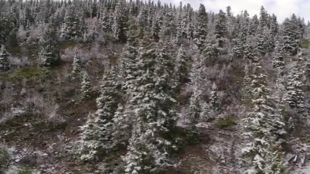 Widok Panoramami Pokrytych Śniegiem Drzew Stronie Wzgórza Zimą — Wideo stockowe