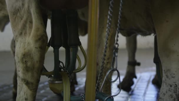 Statiska Vyn Maskin Ansluten Till Kor Juver Mjölkning Process — Stockvideo