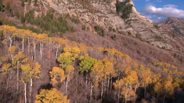 Légifelvételek Egy Színes Erdő Hegyek Utah Őszén — Stock videók