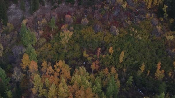 Vue Aérienne Survolant Feuillage Coloré Crépuscule Sur Flanc Montagne — Video