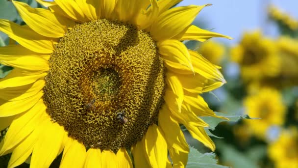 Vue du tournesol soufflant dans une brise légère par une journée ensoleillée 