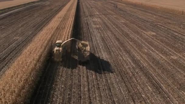 Widok Lotu Ptaka Łączą Napełniania Ciężarówek Podczas Cięcia Kukurydzy — Wideo stockowe