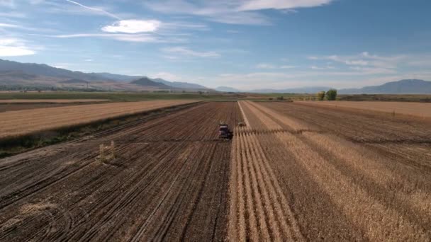 Luftbild Überfliegt Mähdrescher Bei Der Ernte Maisfeld — Stockvideo