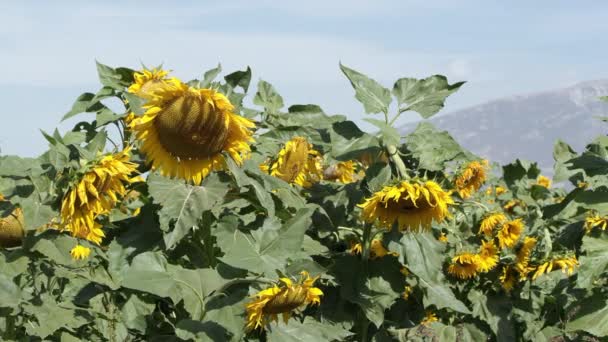 Vista Del Girasol Soplando Una Brisa Ligera Día Soleado — Vídeos de Stock