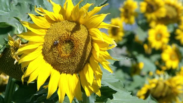 Veduta Del Girasole Che Soffia Una Leggera Brezza Una Giornata — Video Stock