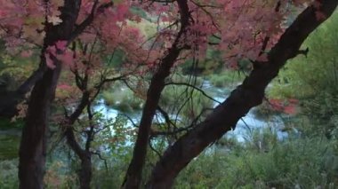 Utah 'ta Cascade Springs Fall sırasında kırmızı yaprakları ile ağacın yatay görünümü.