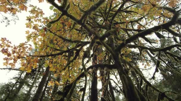 缓慢移动 低角度拍摄郁郁葱葱和五颜六色的树叶从森林在银瀑布州立公园 俄勒冈州 — 图库视频影像
