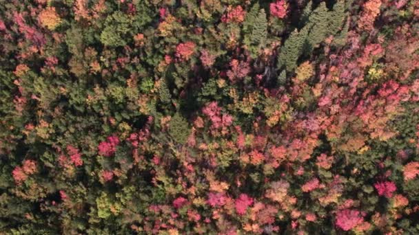 Flygbild Tittar Ner Och Färgglada Lövverk Hösten Utah — Stockvideo
